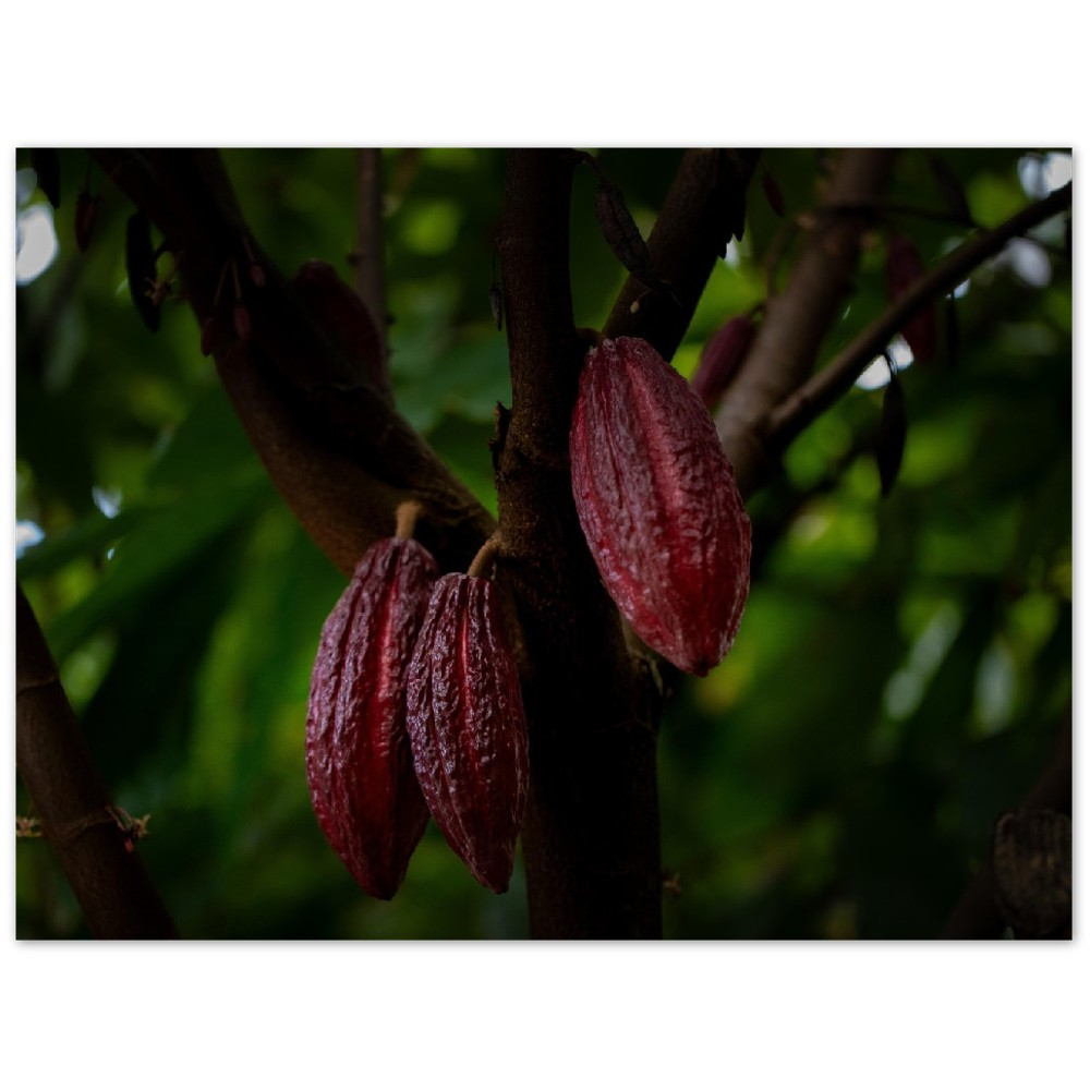 Hawaii Cacao Pods Aluminum Prints